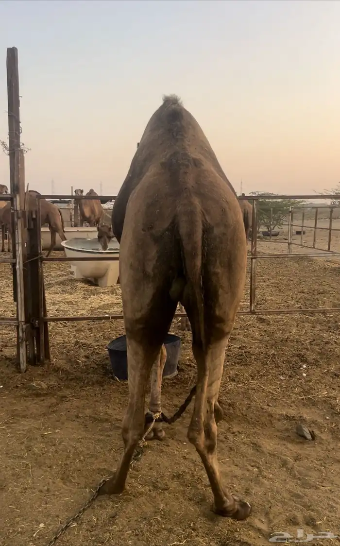بعير. كفو 0