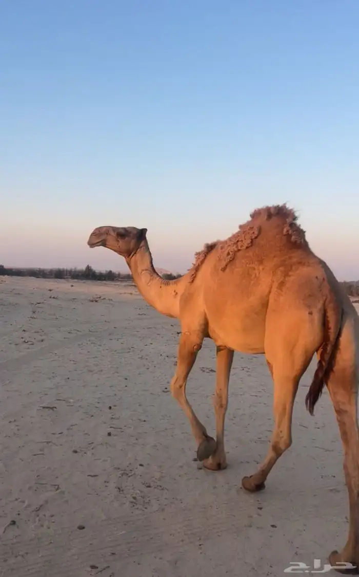 للبيع ناقه ثنيه 4