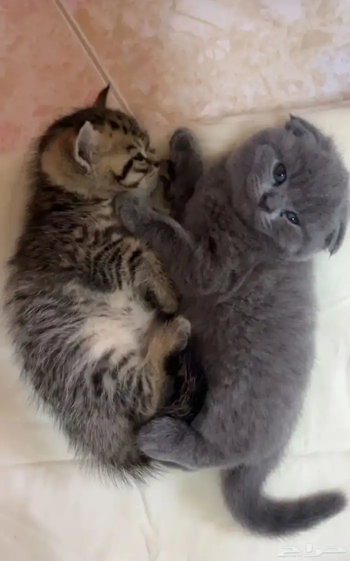 قطط للبيع المستعجل 4