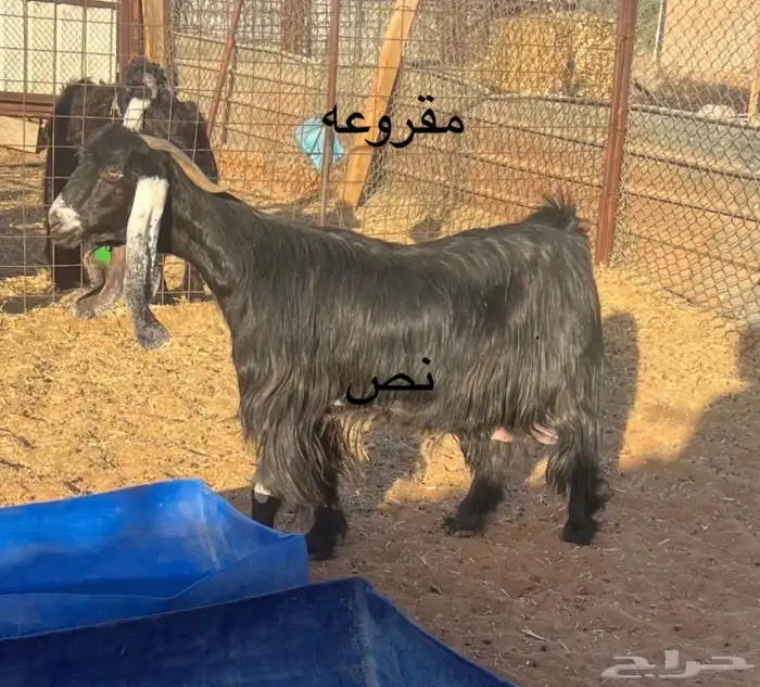 سبع معزا عوارض 3