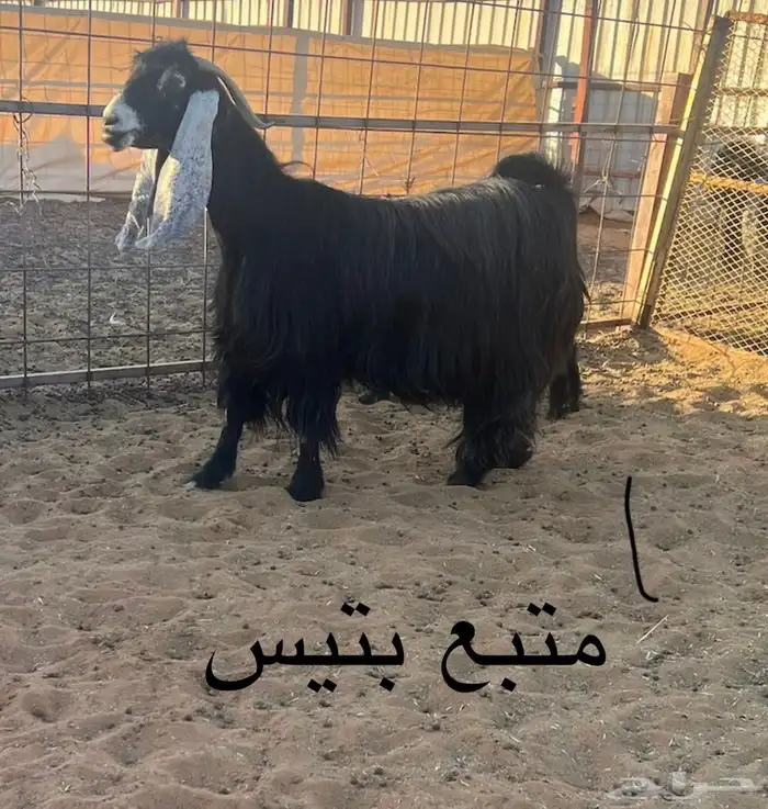 سبع معزا عوارض 1