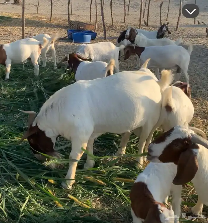 معزاء بورقت جنوب افريقية 2