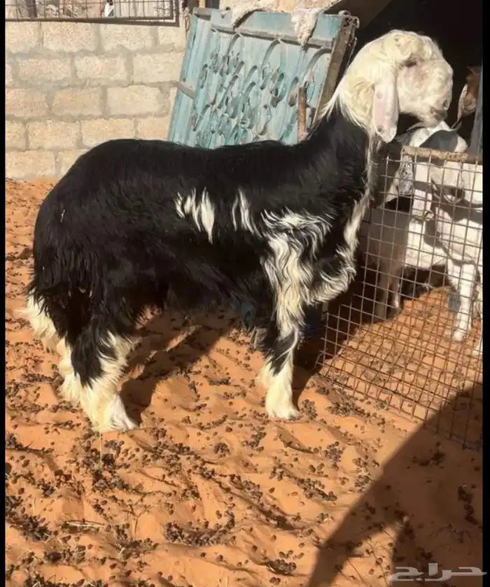 طلي نجدي فحل جذع مشروط القريع 0