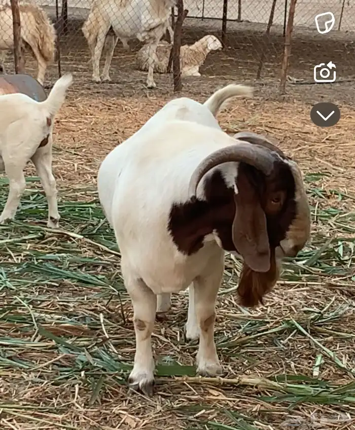 معزاء بورقت جنوب افريقية 0