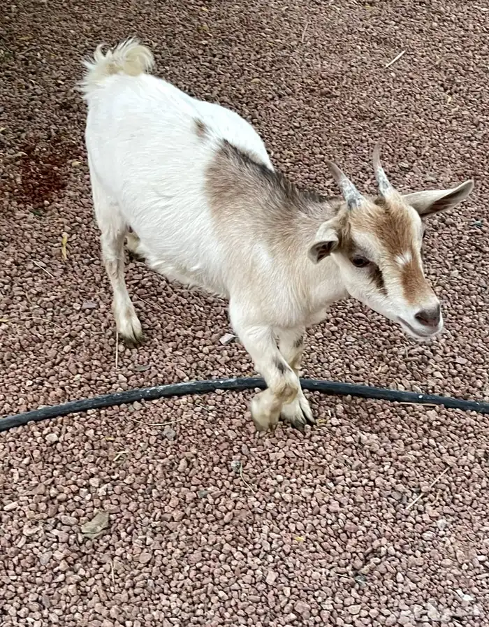 جفرة قزم للبيع 2