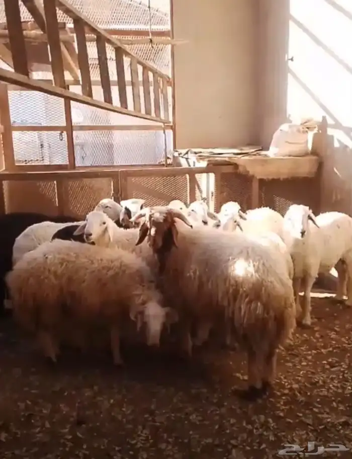 ذبايح لي البيع 1