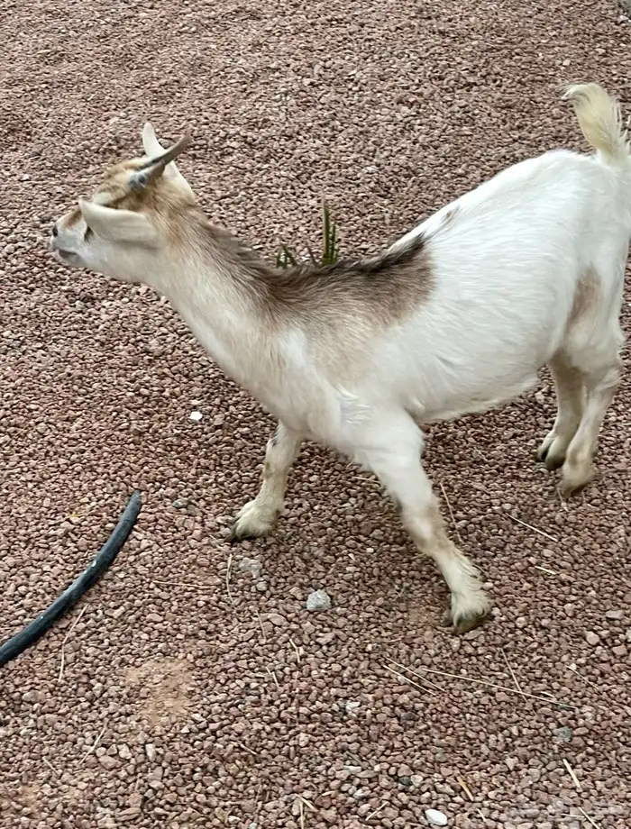 جفرة قزم للبيع 1