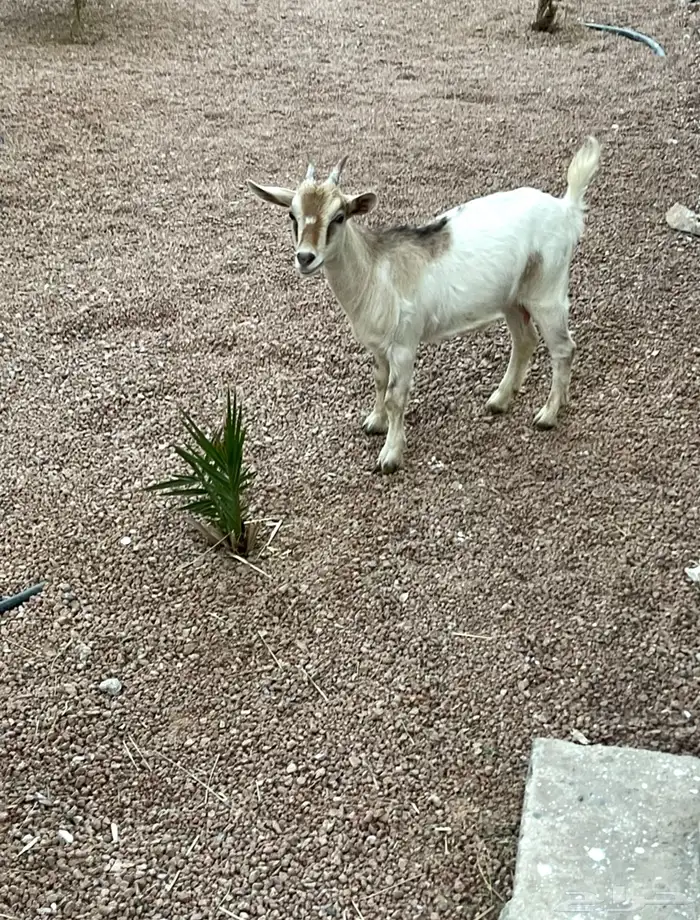 جفرة قزم للبيع 3