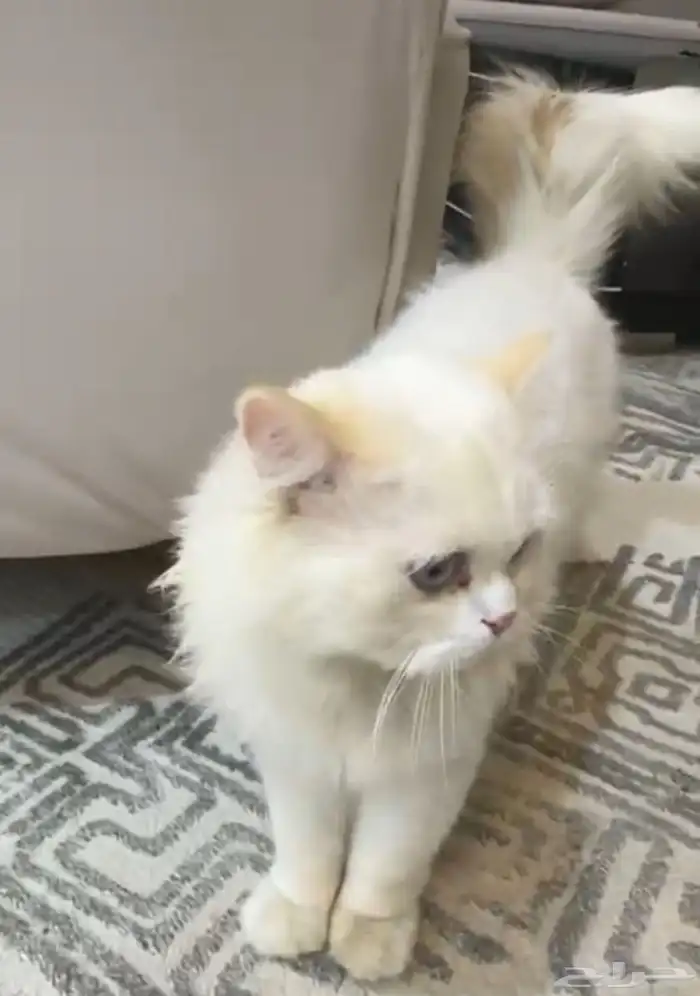 قطه مدري ايش نوعها الي له شف فالخرج 3