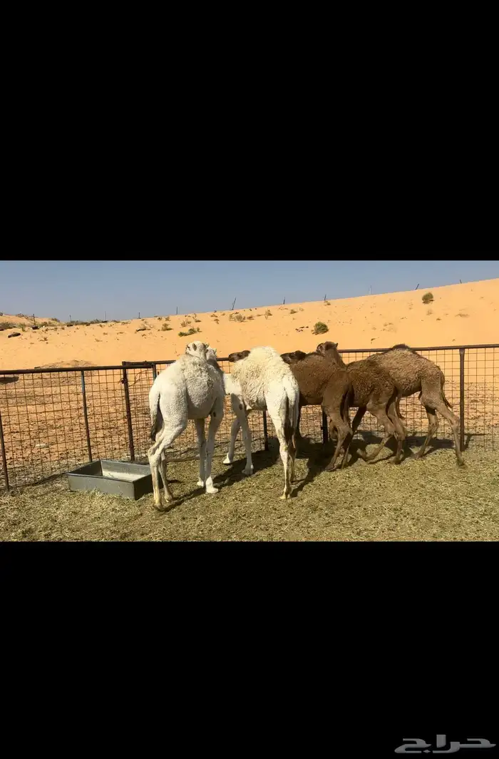 لمن يرغب في امتلاك قعدان ذبح وسمان . 1