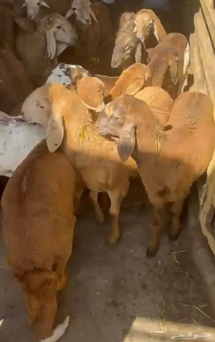 سواكن مرابي عمر 4 شهور 60