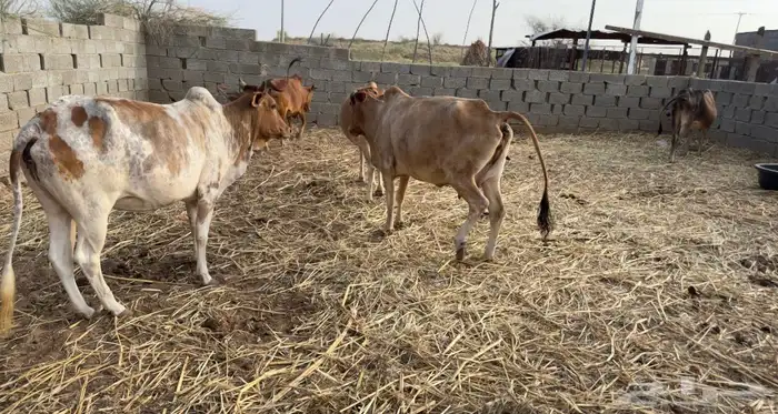 بقر للبيع 3