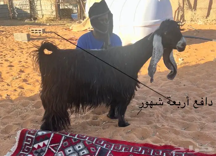 سبع معزا عوارض 0