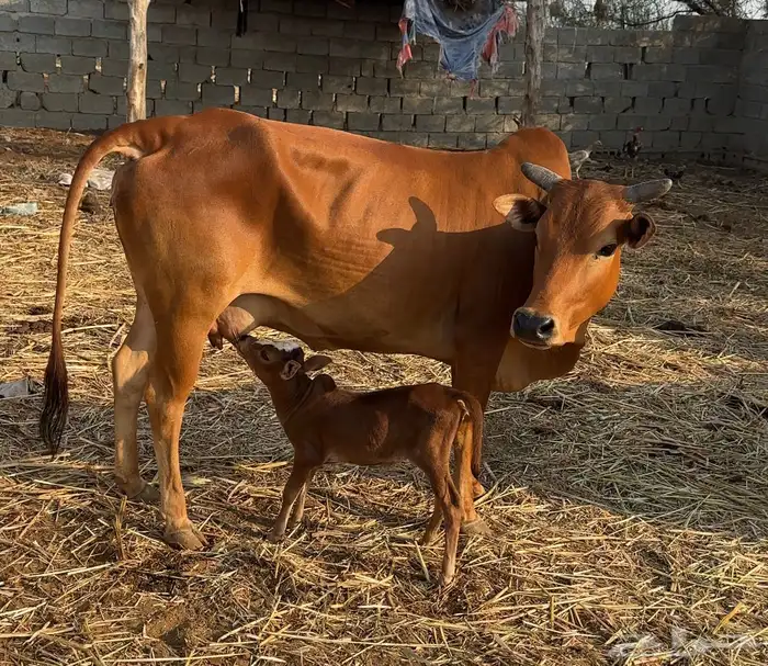 بقر للبيع 4