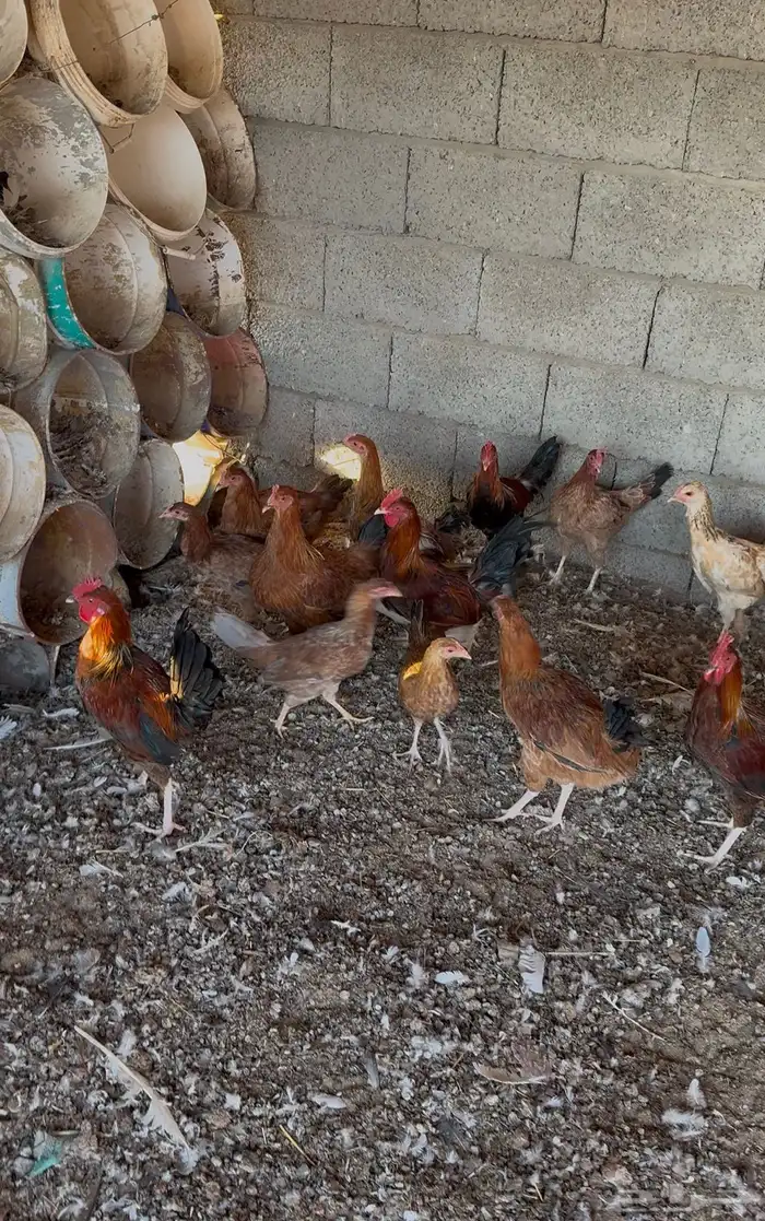 دجاج ودياكة للبيع 3