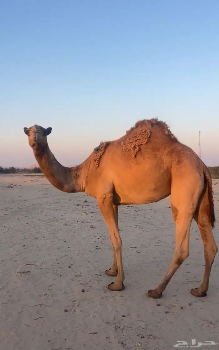 للبيع ناقه ثنيه 0