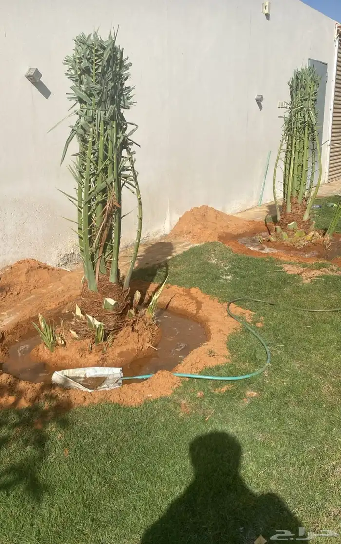 نخيل بجميع 10