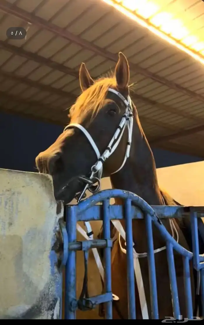 حصان شعبي شيخ 4