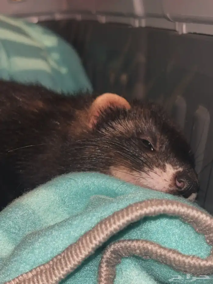 نمس هولندي للبيع مع اغراضه 2