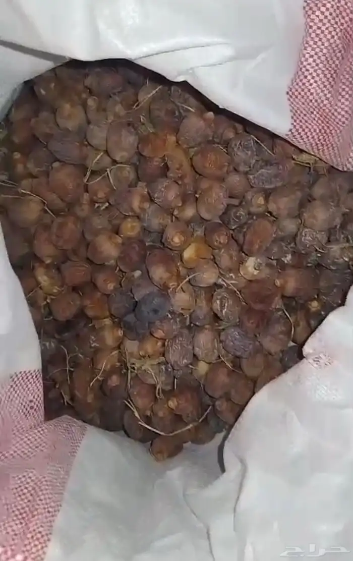 تمر علف للبيع غرب المذنب 0