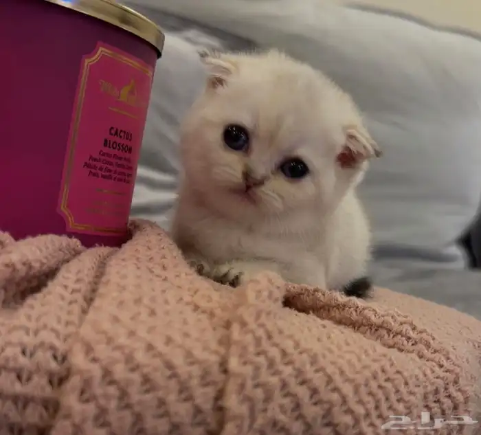 كتن سكوتش للبيع 1