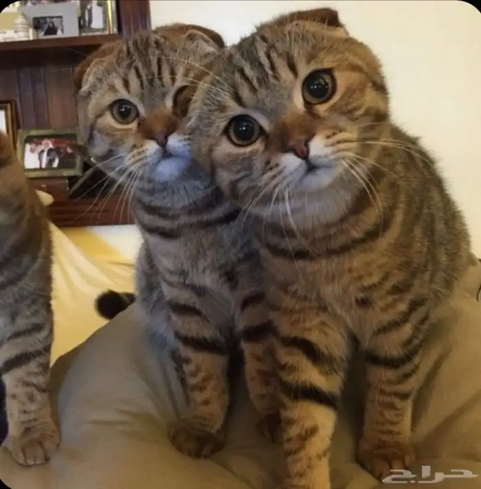 أهل الخبرة 1