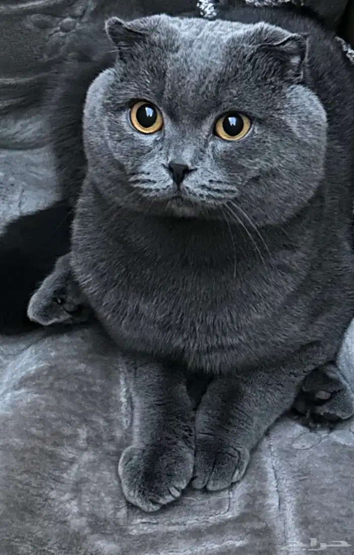 تزاوج سكوتش فولد 1