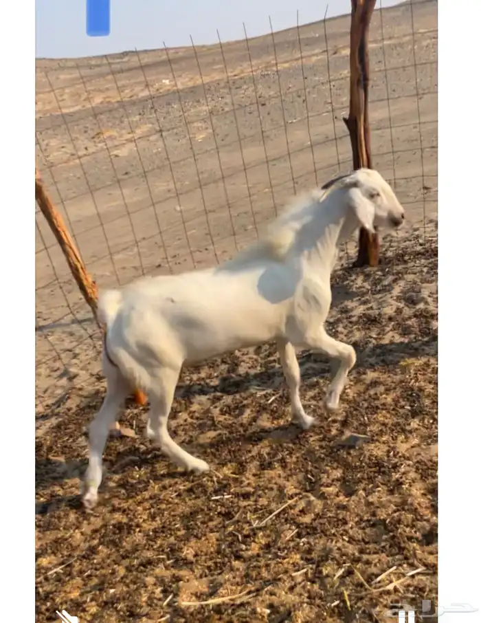 فحل بيشي صنف 2