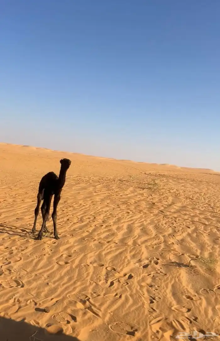 قعود البيع 1