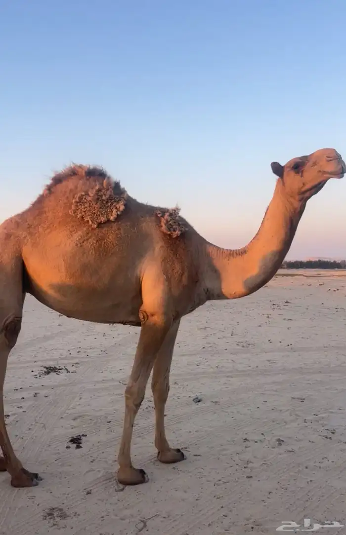 للبيع ناقه ثنيه 2