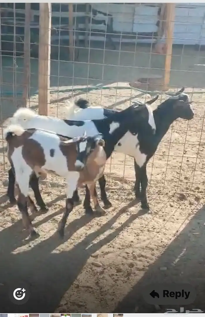 تيوس وجفار جنوبيه 0