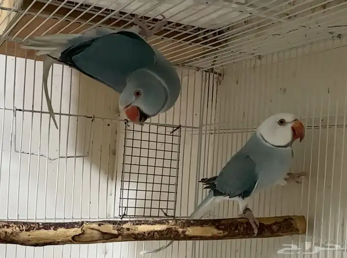 للبيع زوج دره كلير تيل بلو وايت هيد 3