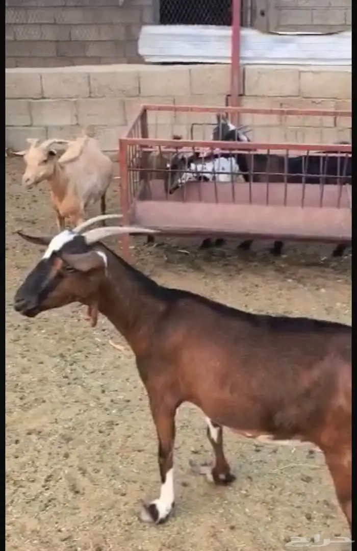 ماعز للبيع - ثلوث المنظر 2