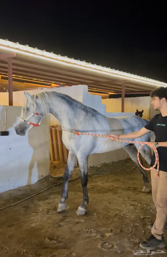 حصان فريزيان  مصري 6