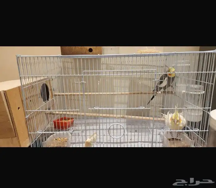 زوج كروان للبيع بالقفص والبياضه 1