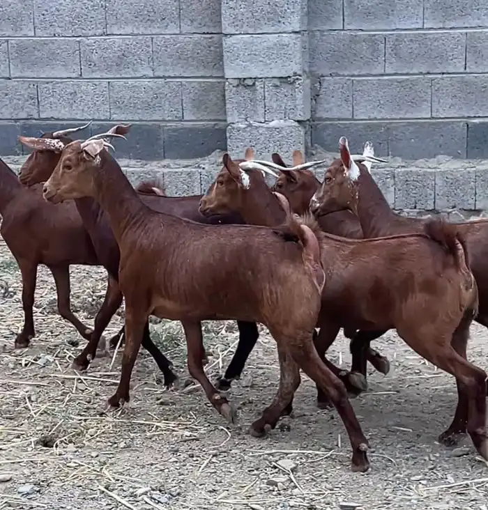 جفار دهم عدد 7 ( تم البيع ) 5