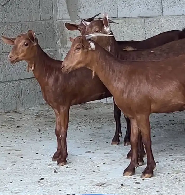 جفار دهم عدد 7 ( تم البيع ) 2