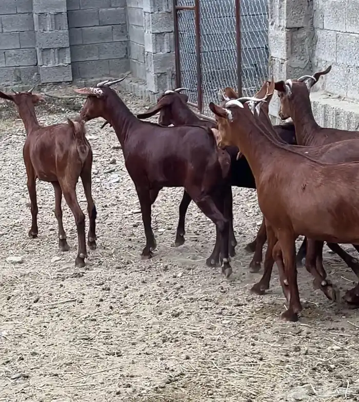 جفار دهم عدد 7 ( تم البيع ) 6