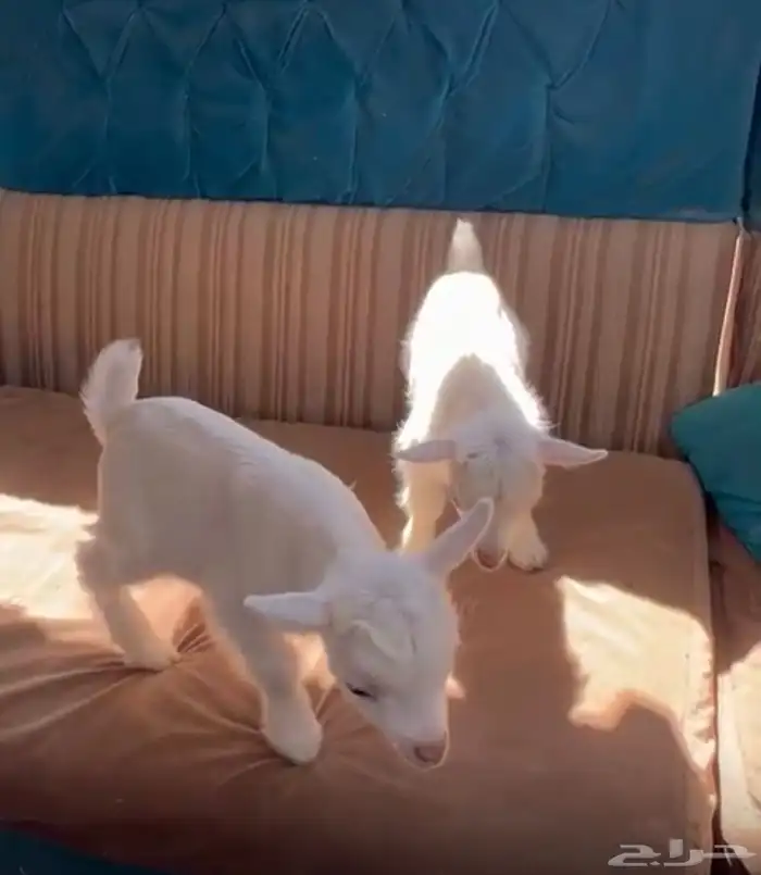 مواليد الماعز القزم 0