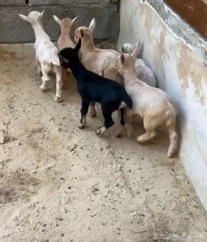 مواليد الماعز القزم 2