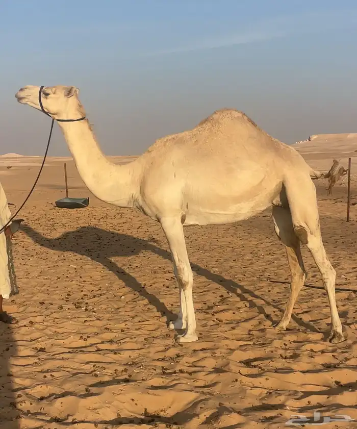 هجن بنت حبيب جهينه سابق بيده ولقحه فحل منتج 1