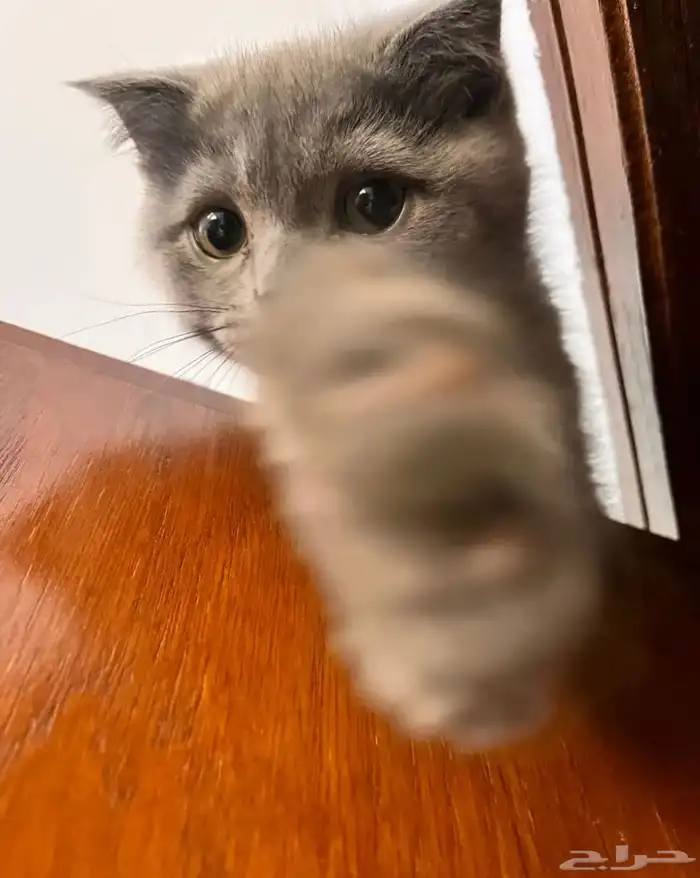 قطط للبيع المستعجل 8