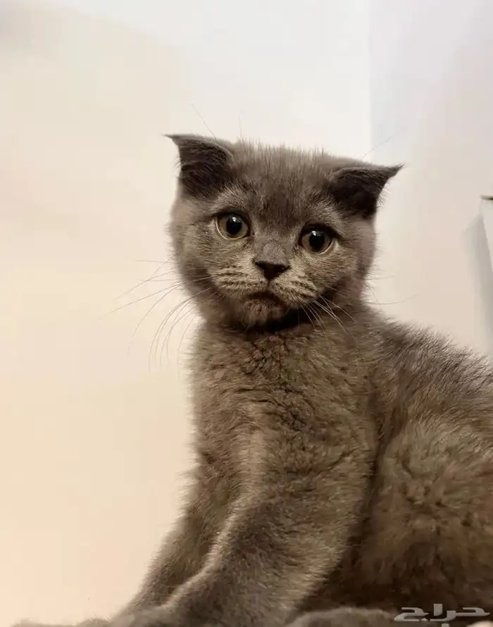 قطط للبيع المستعجل 7