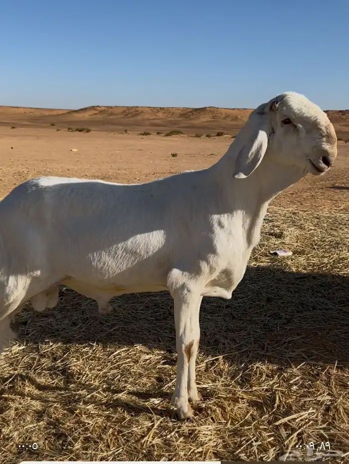 للبييع فحل  سواكن 3