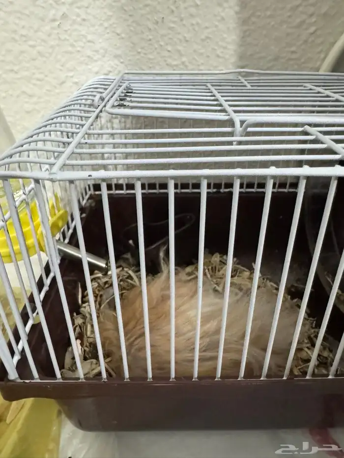 هامستر مع القفص 0