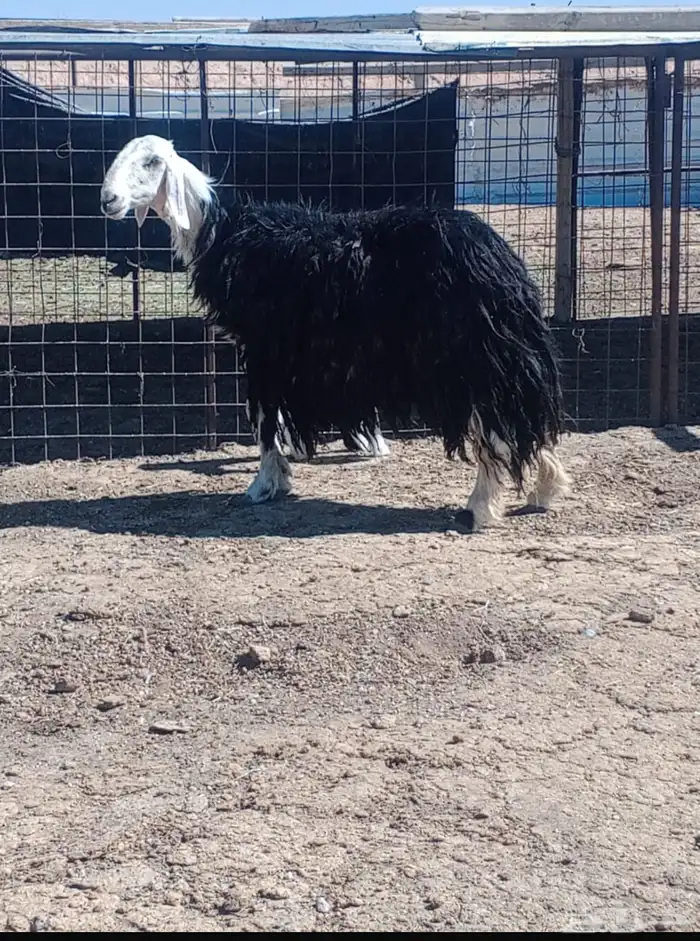 شاه نجديه تحتها خروف السن سدس الموقع الذيبه 1