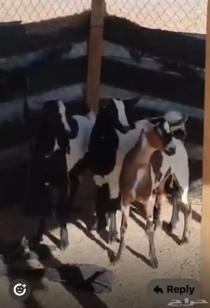 تيوس وجفار جنوبيه 3