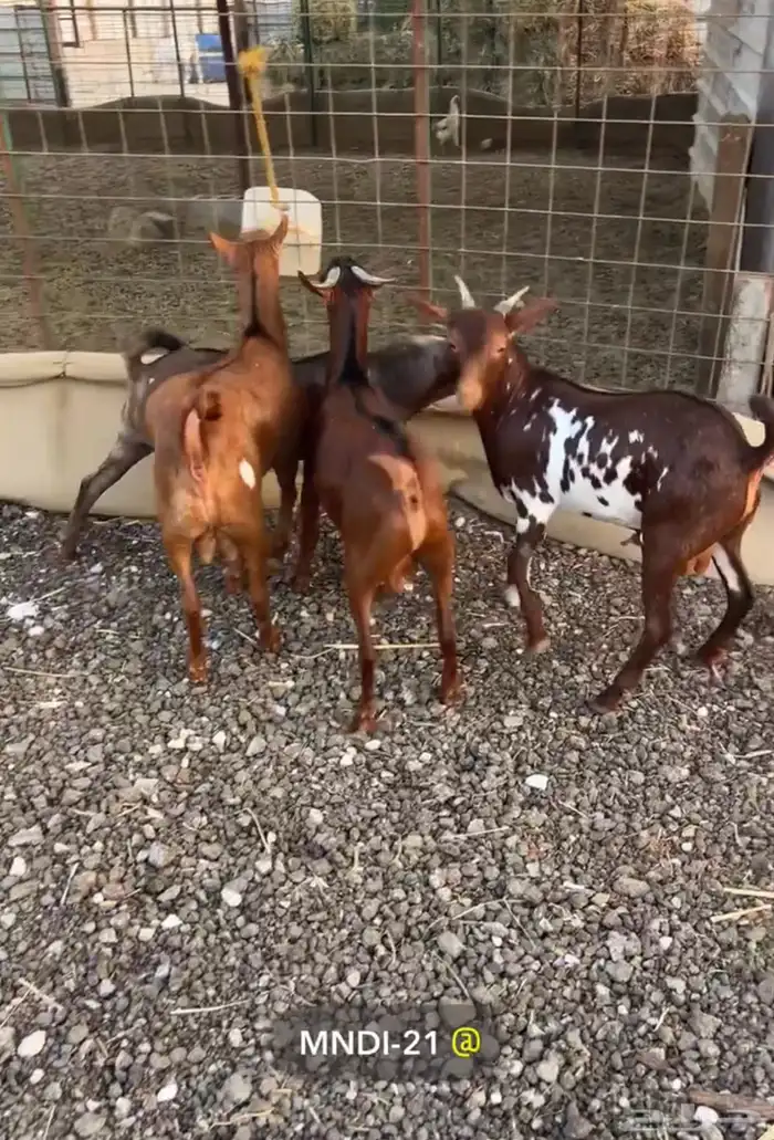 ذبائح حري نعيم وتيوس جنوبيه مع توفر خدمة التوصيل 3