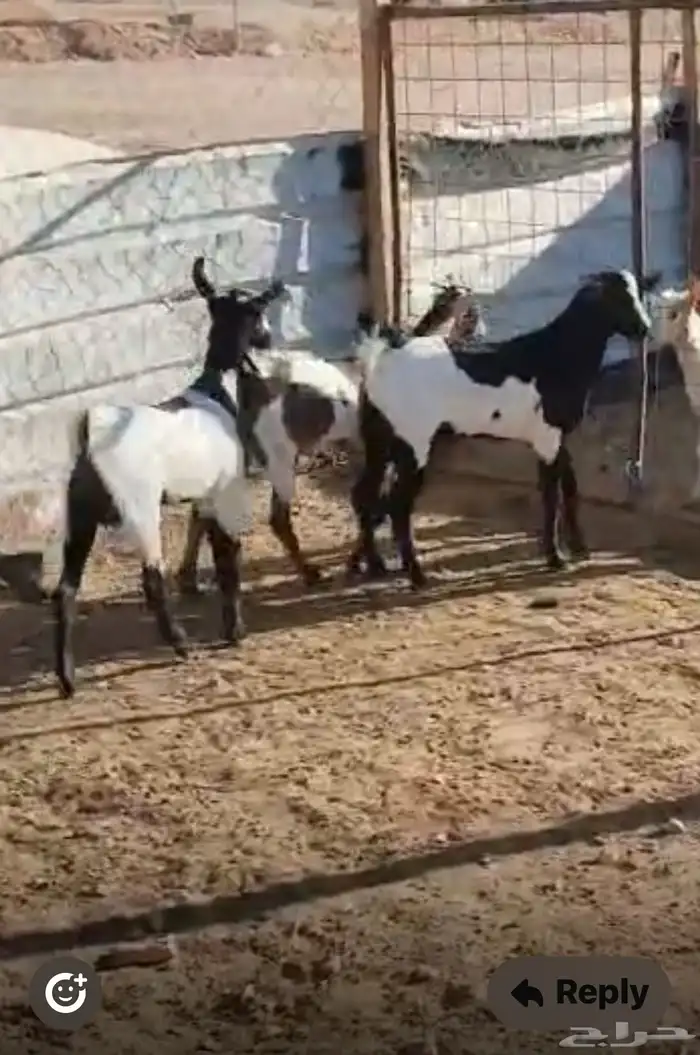 تيوس وجفار جنوبيه 2