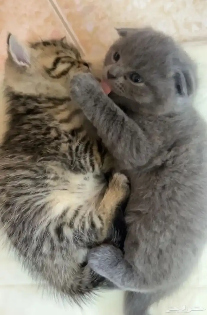 قطط للبيع المستعجل 6